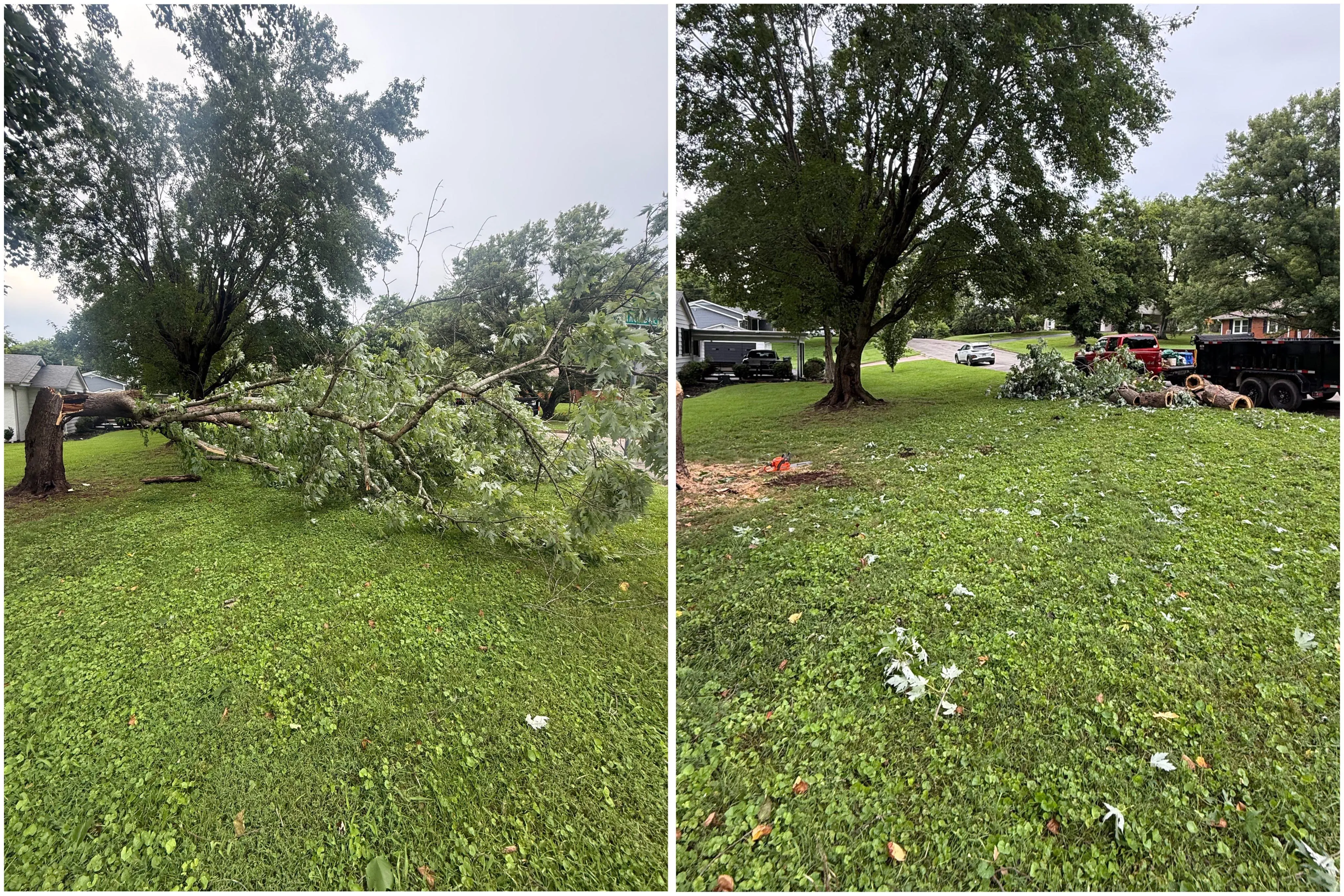 Before and after tree removal by HB Lawncare
